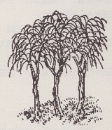 tu3